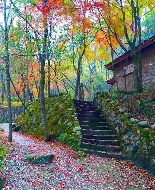 有烏桕紅葉,尤以新城、彭店、四姑、劉集、夏店、高店、豐店為主要觀賞區,其