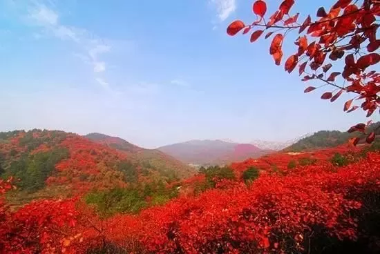 灑,葉色優美艷麗。天高雲淡、秋風送爽的天氣,是觀賞紅