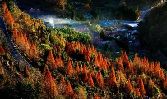 的獨特地理氣候條件,景區萬畝森林中「楓」情萬種,三角楓、五角楓、七角楓、