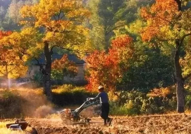 漫山遍野的紅