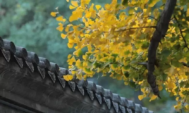 晉城的山水渲染到了極致。風從山那邊逶迤而來,送來陣陣清香。香氣不似初秋時