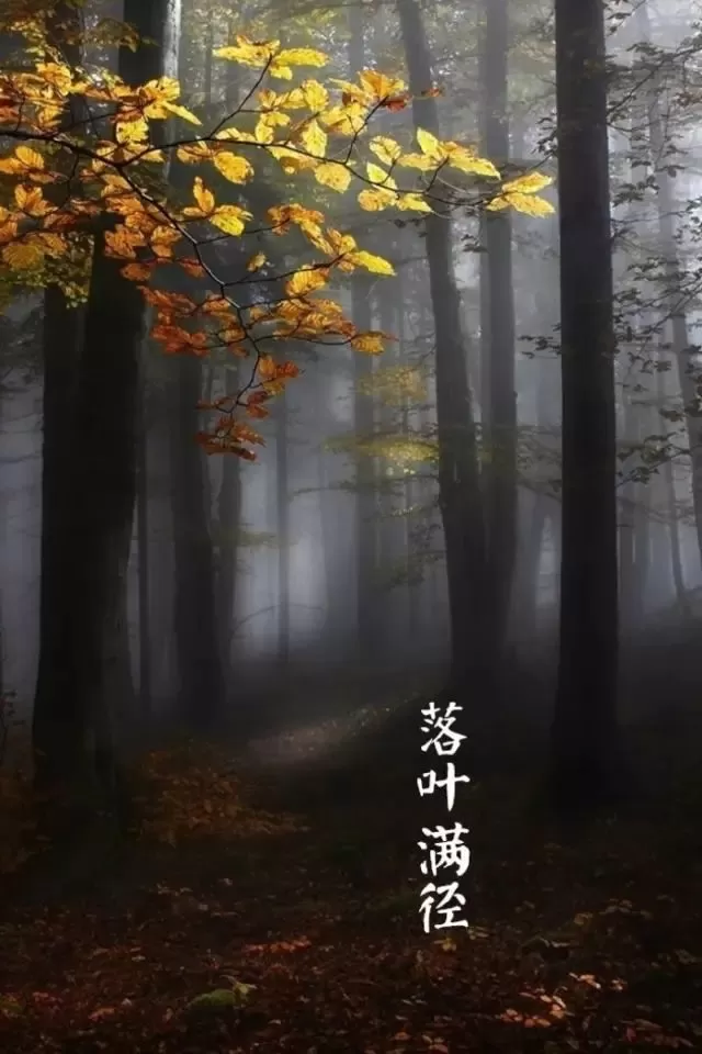 覓處,滿階梧葉日明中。——宋·劉翰秋聲