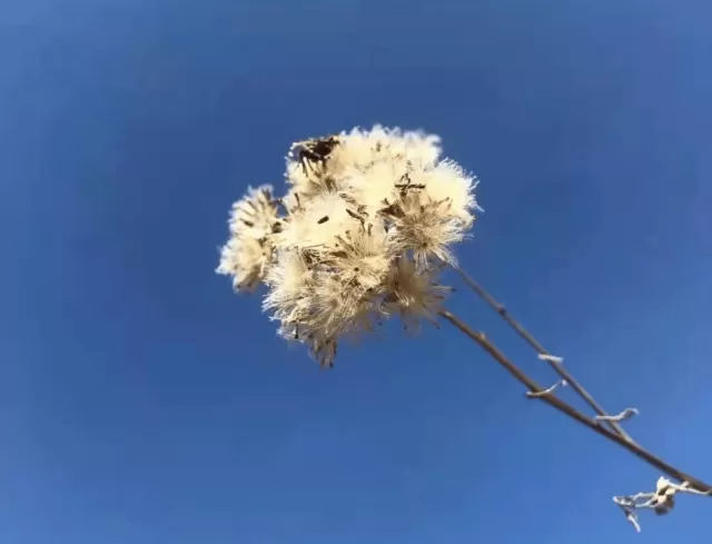 二月再見,三月你好!紅梅謝了,作