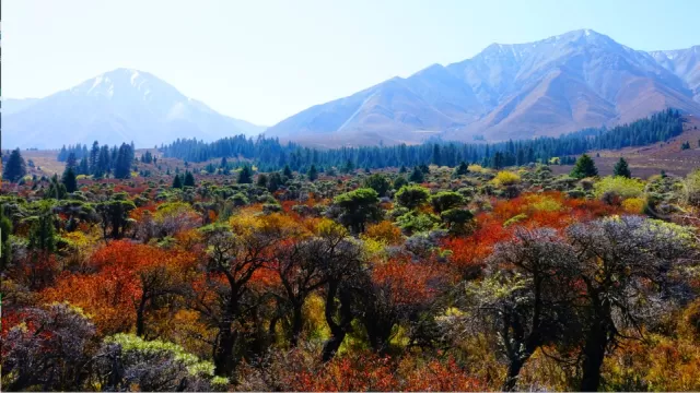空山新雨後,天氣晚來秋」秋日的山如同披上了奼紫嫣